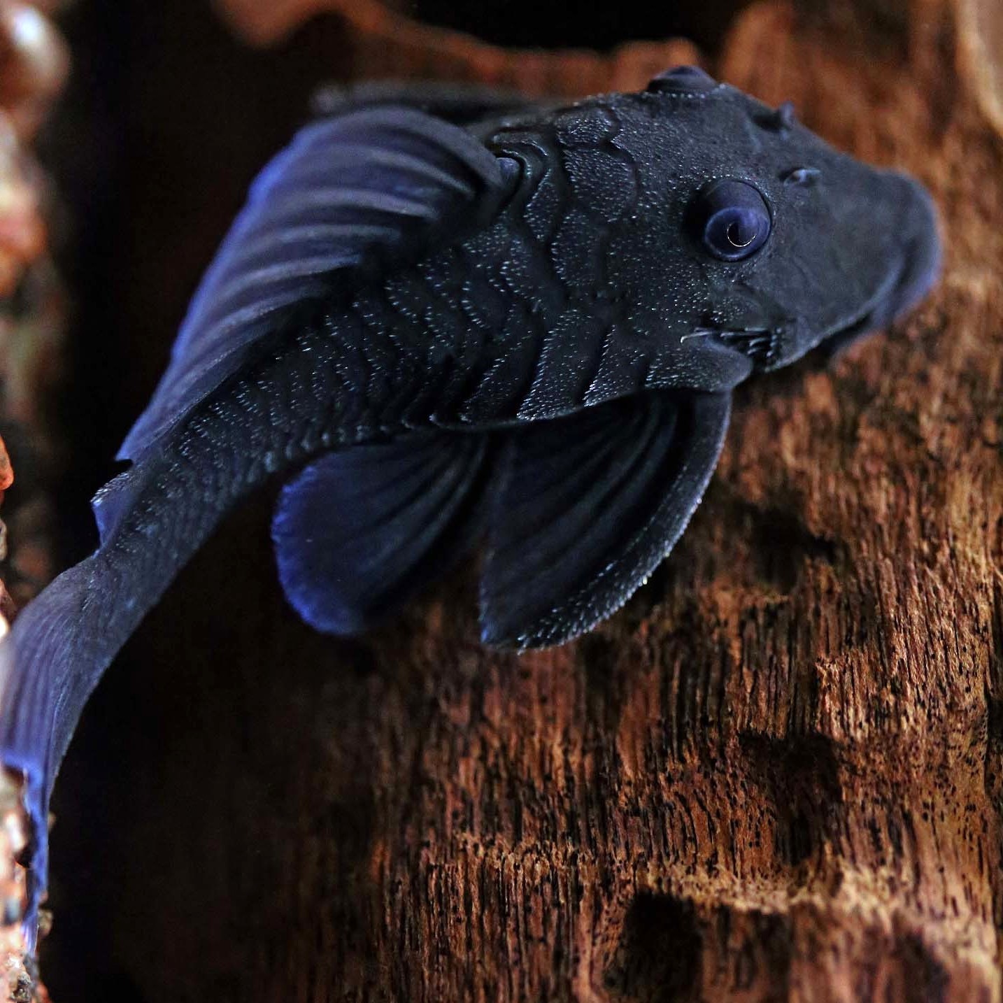 Baryancistrus beginni sp.blue 6-8 cm